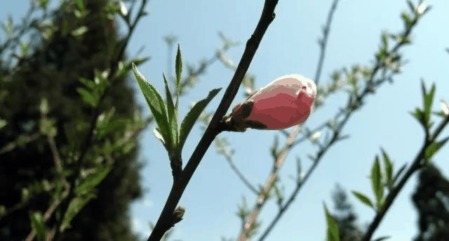 今日立春 | 在這里，邂逅最美春天……